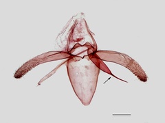 /filer/webapps/moths_gc/media/images/M/mespilella_Phyllonorycter_MG_BMNH.jpg