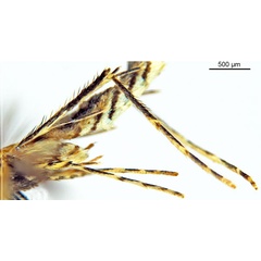 /filer/webapps/moths_gc/media/images/D/djabu_Diphtheroptila_HT_legs_ANIC.jpg