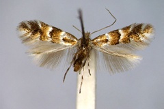 Phyllonorycter emberizaepenella