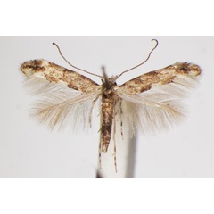 /filer/webapps/moths_gc/media/images/C/chiclanella_Phyllonorycter_A_ZSM_3.jpg