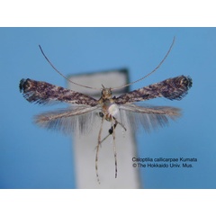 /filer/webapps/moths_gc/media/images/C/callicarpae_Caloptilia_HT_EIHU.jpg
