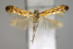 Phyllonorycter yamadai