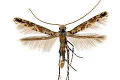 Polydema virgula