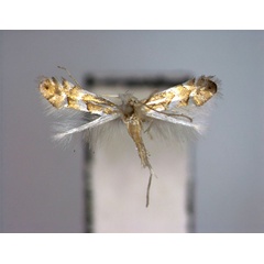 /filer/webapps/moths_gc/media/images/K/kamijoi_Phyllonorycter_A_EIHU.jpg