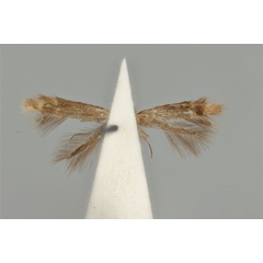 /filer/webapps/moths_gc/media/images/E/enchalcoa_Phyllonorycter_ST_ANIC31-053610_ventral.jpg