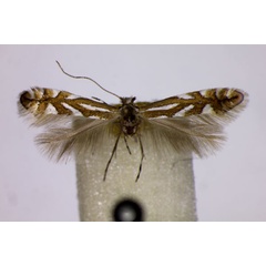 /filer/webapps/moths_gc/media/images/O/oxyacanthae_Phyllonorycter_LT_BMNH.jpg