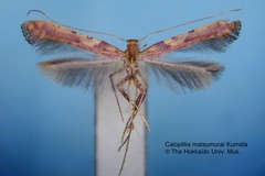 Caloptilia matsumurai