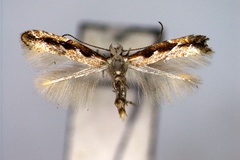 Phyllonorycter orientalis