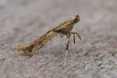 Caloptilia honoratella
