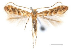 Phyllonorycter stenopterae