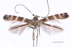 Spulerina multispina