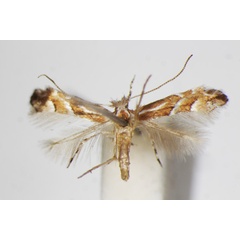 /filer/webapps/moths_gc/media/images/L/lyoniae_Phyllonorycter_A_ZSM.jpg