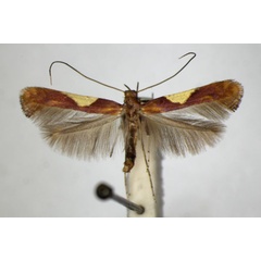 /filer/webapps/moths_gc/media/images/H/hauderi_Caloptilia_A_ZSM_2.jpg