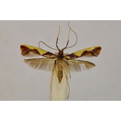 /filer/webapps/moths_gc/media/images/X/xanthopharella_Caloptilia_A_BMNH(E)-1324993.jpg