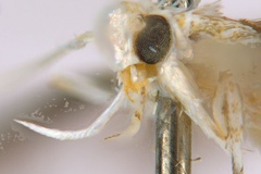 Cuphodes drypette