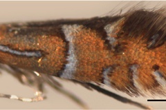 Phyllonorycter kisoensis