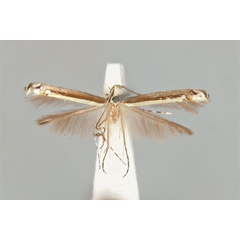 /filer/webapps/moths_gc/media/images/F/fluorescens_nereis_Acrocercops_ST_ANIC31-087238_dorsal.jpg