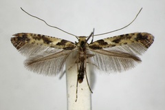 Caloptilia fribergensis