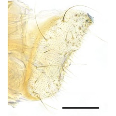 /filer/webapps/moths_gc/media/images/C/ceryneia_Caloptilia_PT_GF_pap-anales_RMNH.INS.25565.jpg