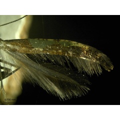 /filer/webapps/moths_gc/media/images/C/camaronae_Caloptilia_A_HA.jpg