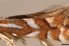 Phyllonorycter jozanae