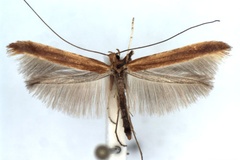 Caloptilia betulicola