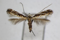 Liocrobyla brachybotrys