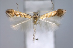 Phyllonorycter malayana