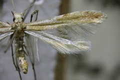 Caloptilia guacanivora