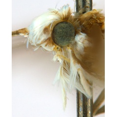 /filer/webapps/moths_gc/media/images/G/glochidiella_Diphtheroptila_PT_head2_ANIC.jpg