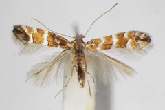 Phyllonorycter kurokoi