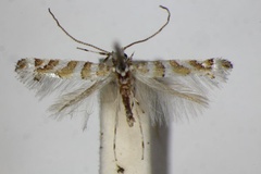 Cupedia cupediella
