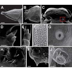 /filer/webapps/moths_gc/media/images/A/ambrosiavora_Atacamaptilia_larva_Espinoza-Donoso-etal_2022_407.jpg