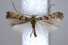 Eumetriochroa kalopanacis