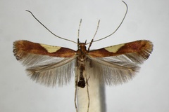 Caloptilia hauderi