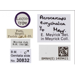 /filer/webapps/moths_gc/media/images/E/eurychalca_Eucosmophora_LT_BMNH_labels.jpg