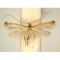 /filer/webapps/moths_gc/media/images/F/ficina_Acrocercops_PT_TMSA6225.jpg