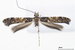 Gracillaria japonica