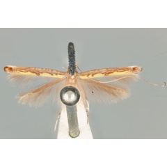 /filer/webapps/moths_gc/media/images/P/pandoxa_Cuphodes_HT_ANIC31-010801_dorsal.jpg