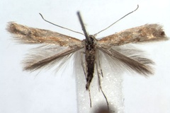 Phyllonorycter cytisifoliae