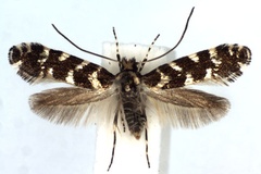 Callisto insperatella