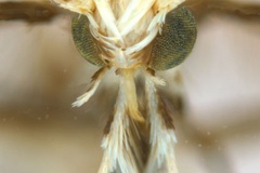 Diphtheroptila breynella