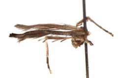 Acrocercops cherimoliae