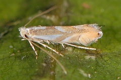 Phyllonorycter rebimbasi