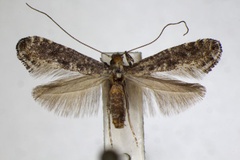 Parornix petiolella