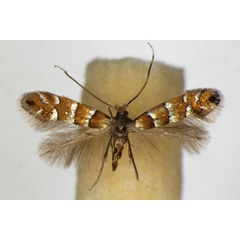 /filer/webapps/moths_gc/media/images/K/klemannella_Phyllonorycter_A_ZSM.jpg