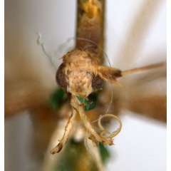 /filer/webapps/moths_gc/media/images/O/obscurella_Acrocercops_HT_head_ANIC.jpg