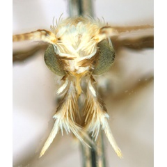 /filer/webapps/moths_gc/media/images/C/cornuta_Diphtheroptilia_PT1_head1_ANIC.jpg