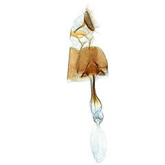 /filer/webapps/moths_gc/media/images/D/doo_Bridella_HT_GF_ANIC_BpXUh2V.jpg