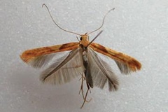 Caloptilia hemidactylella
